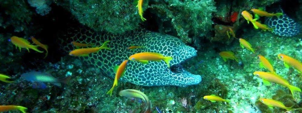 Blue Ocean Dive Resort Umkomaas Luaran gambar